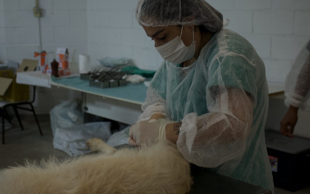 Mutirão Castra Pets atendeu mais de 260 cães e gatos em Taboão da Serra