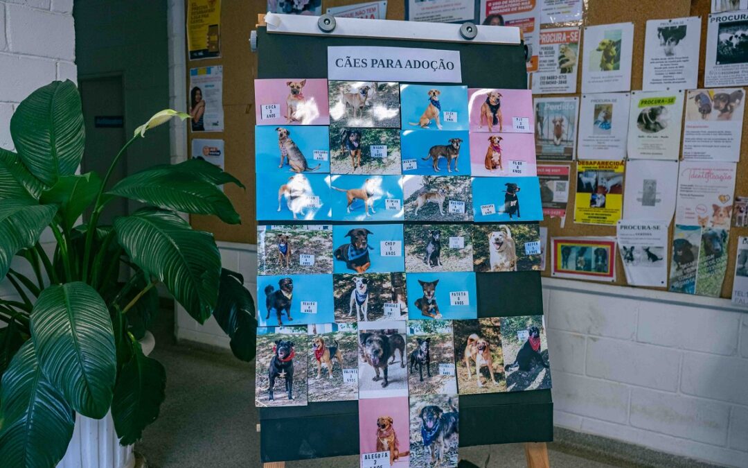 Prefeitura de Taboão da Serra realiza Feira de Adoção PeTS neste sábado, 18/03