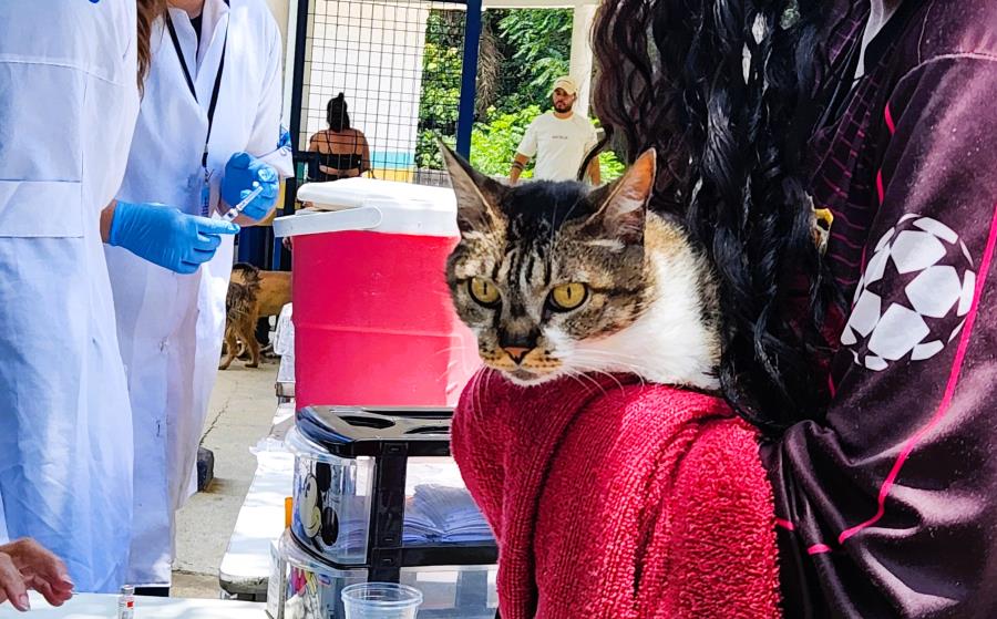 Saúde Animal: 3º dia da campanha de vacinação antirrábica para cães e gatos alcança 1.214 atendimentos