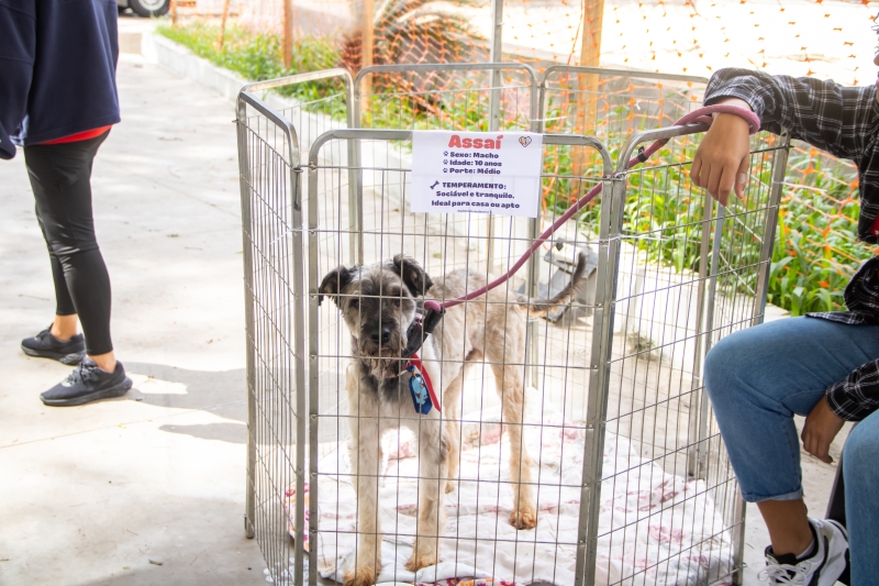 Evento de adoção com animais do CCZ acontece nesta sexta-feira e sábado no Shopping Taboão