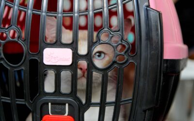 Secretaria de Meio Ambiente divulga o projeto Castração no Seu Bairro