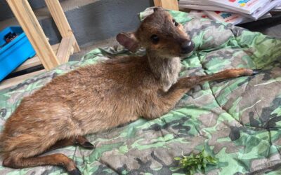 Resgate de animais silvestre em Itapecerica da Serra