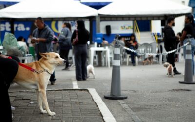 Castração no Seu Bairro da Prefeitura atenderá 800 cães e gatos em ação itinerante no Jardim Leme