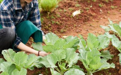 Comunicado aos agricultores familiares – Manifestação de Interesse no PAA