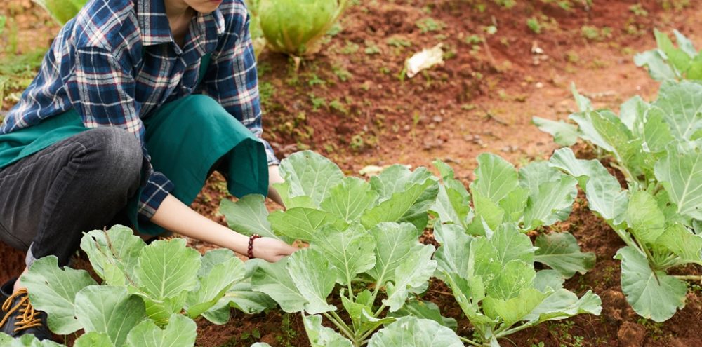 Comunicado aos agricultores familiares – Manifestação de Interesse no PAA